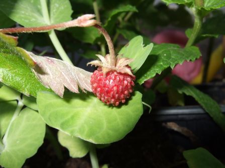 dscf6596.jpg